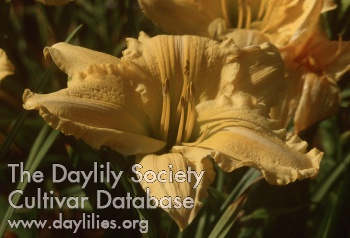 Daylily Savannah Eighty-nine